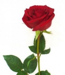 Купить букет цветов - Роза 50 см Букет Купить цветы в Красноярске. Магазин цветов с доставкой.